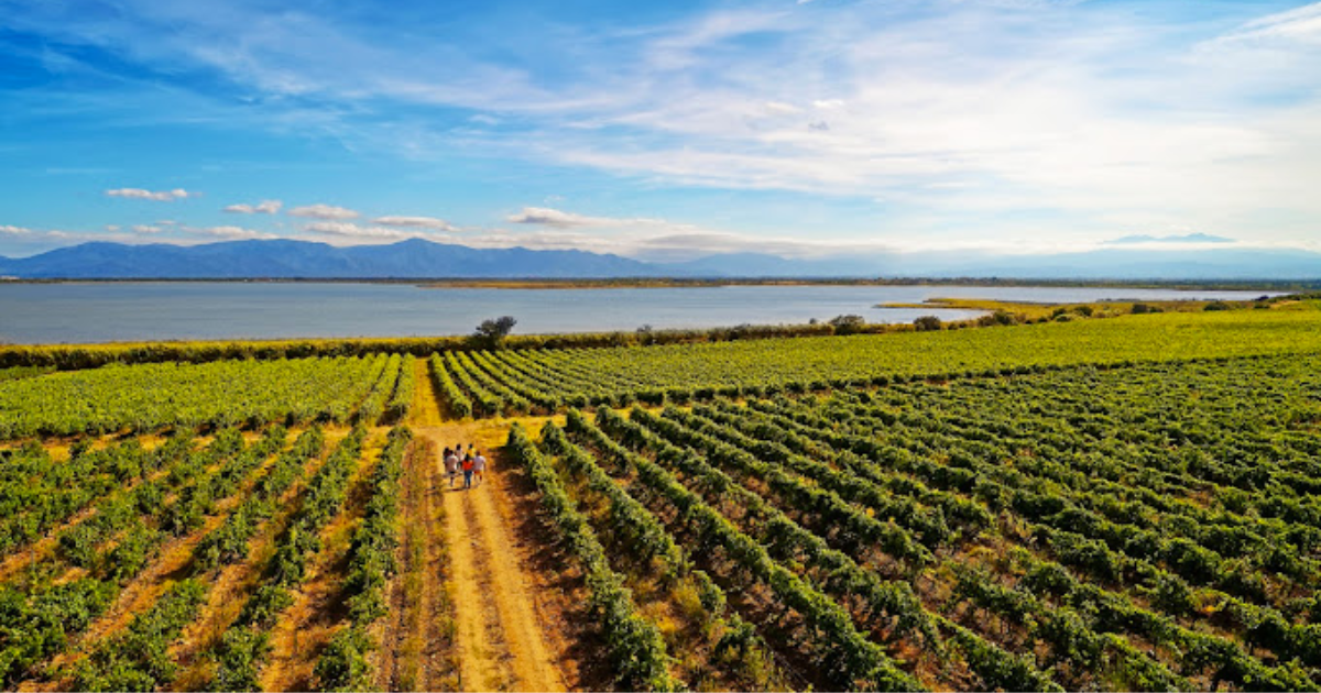 photo de Vignobles Bonfils - Château l'Esparrou