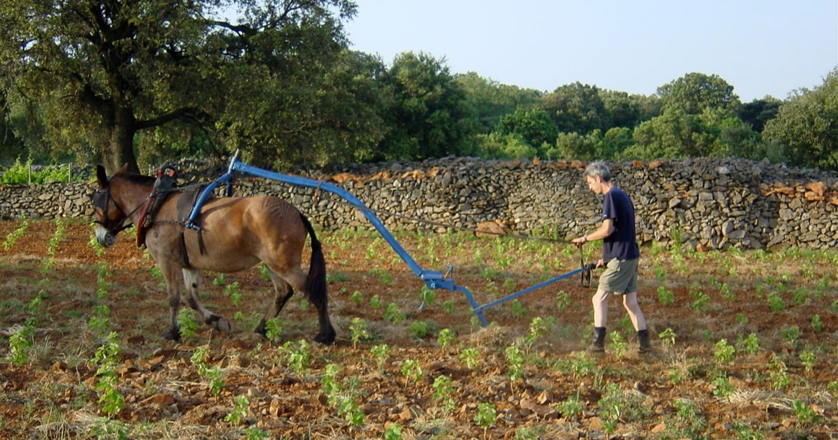 photo de Domaine Le Clos des Fées