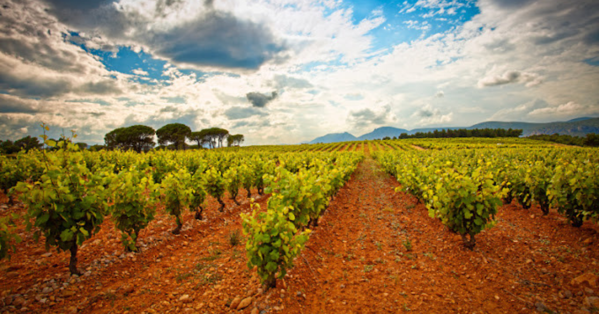 photo de Les vignerons des côtes d'Agly - Saleilles