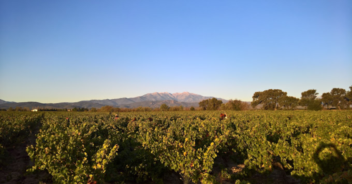 photo de Domaine François Jaubert