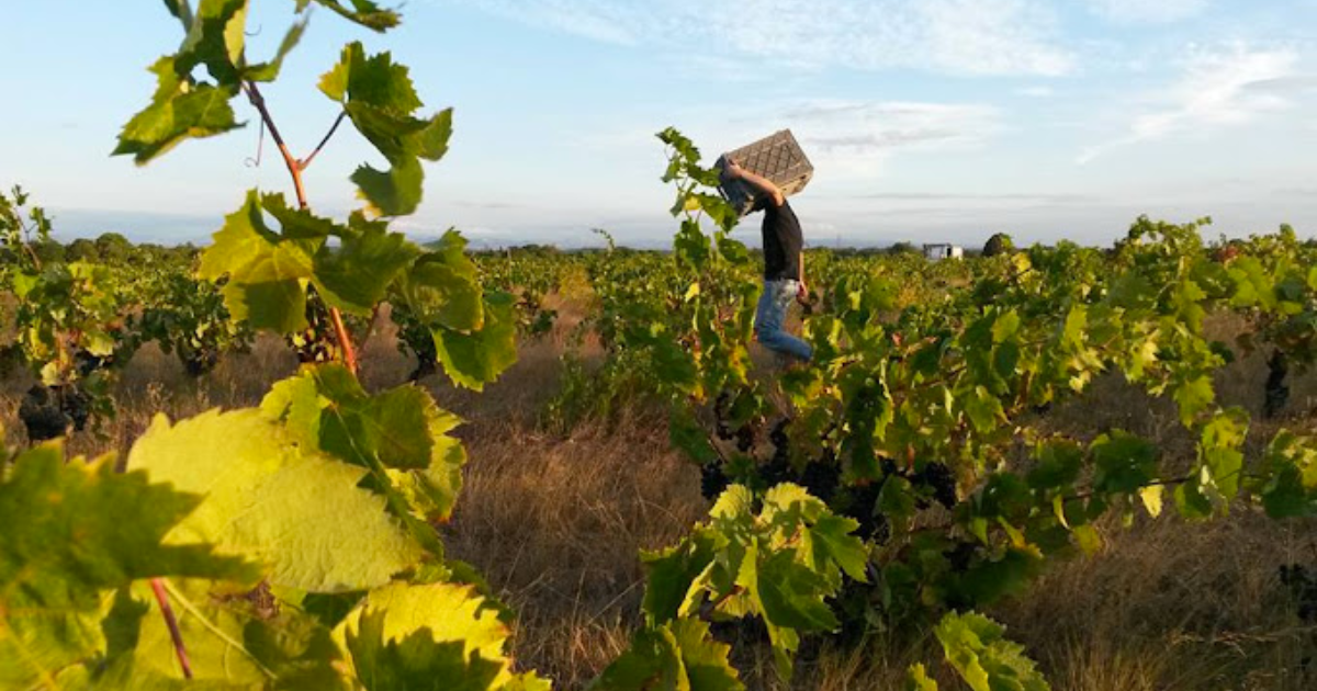 photo de Domaine des Hélianthèmes