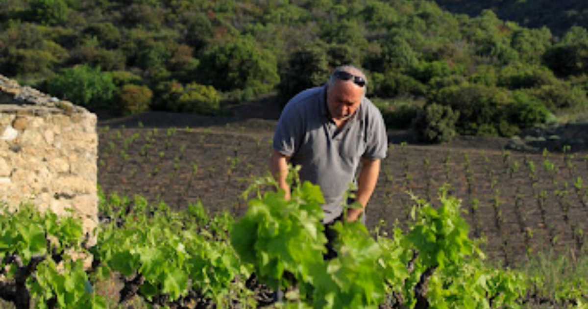 photo de Domaine Jean Louis Vera