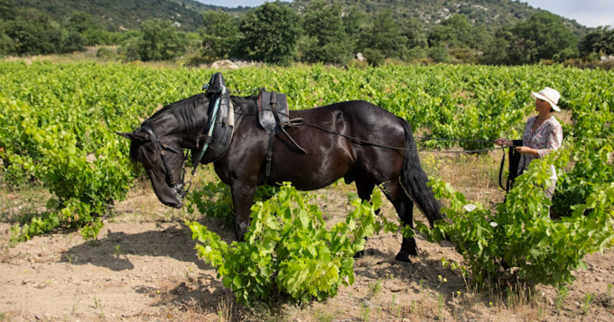 photo de Mas Llossanes