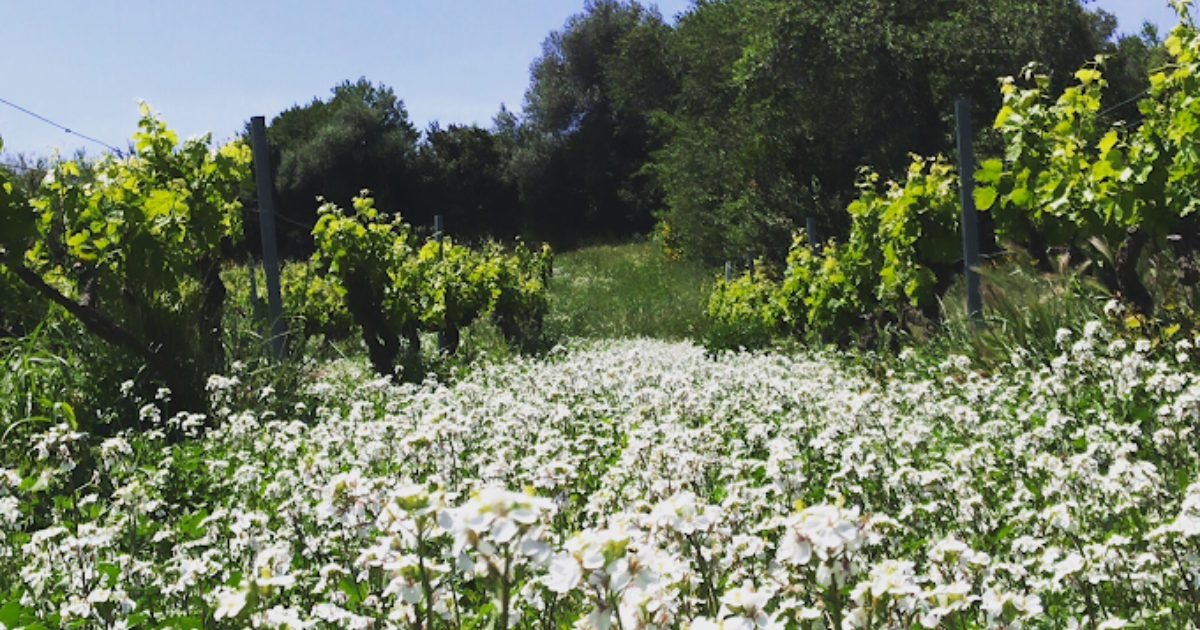 photo de Domaine Les Salicaires