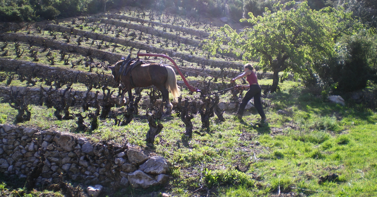 photo de Domaine des Soulanes