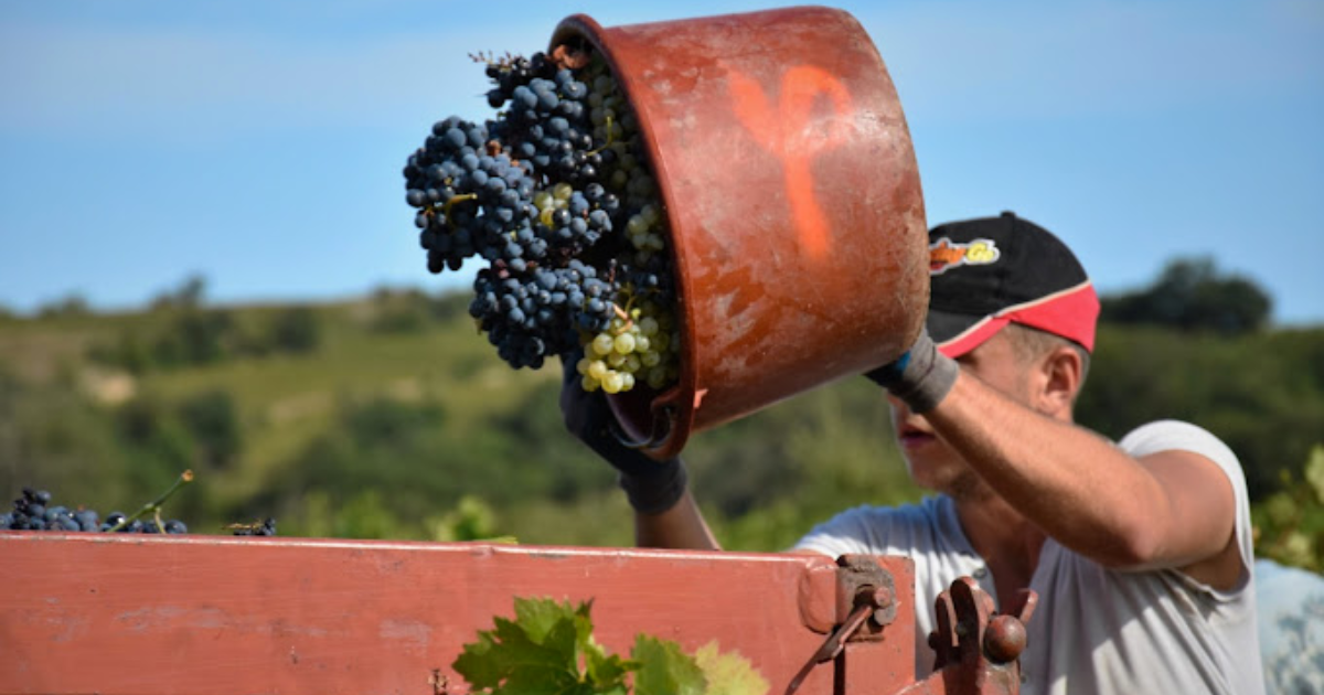 photo de Vignoble Terrassous