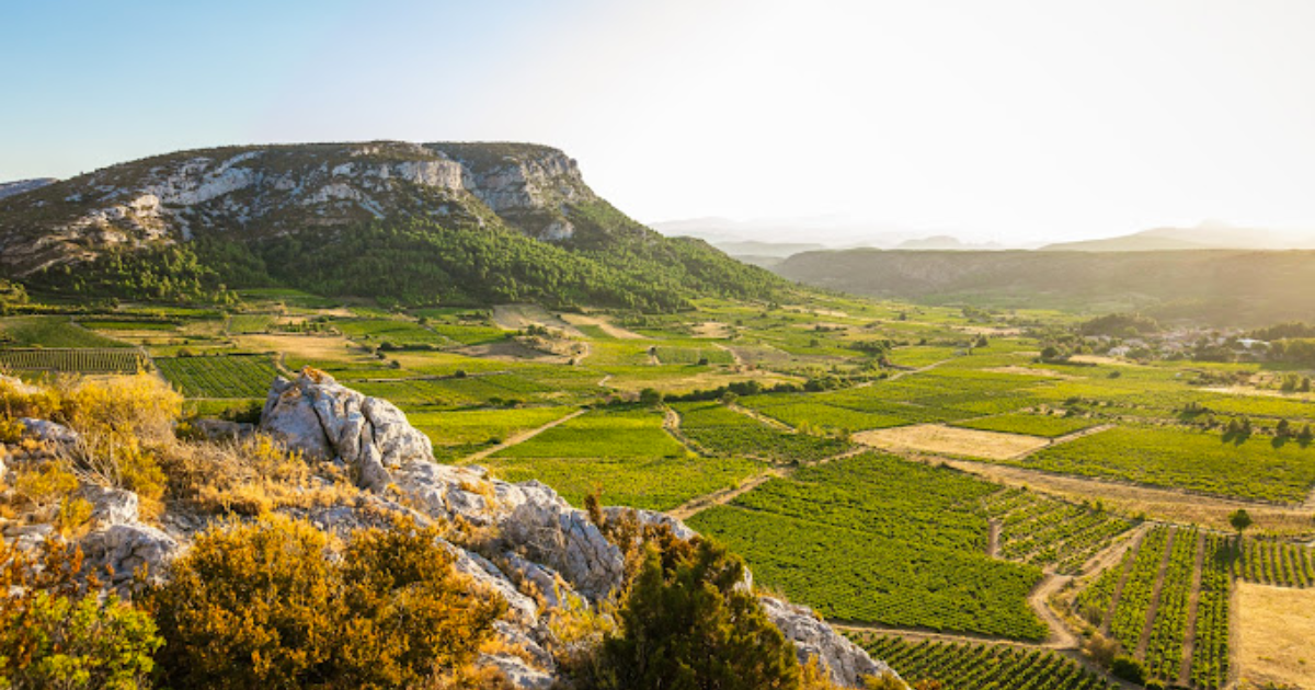 photo de Vignerons Terres Plurielles Latour-de-France