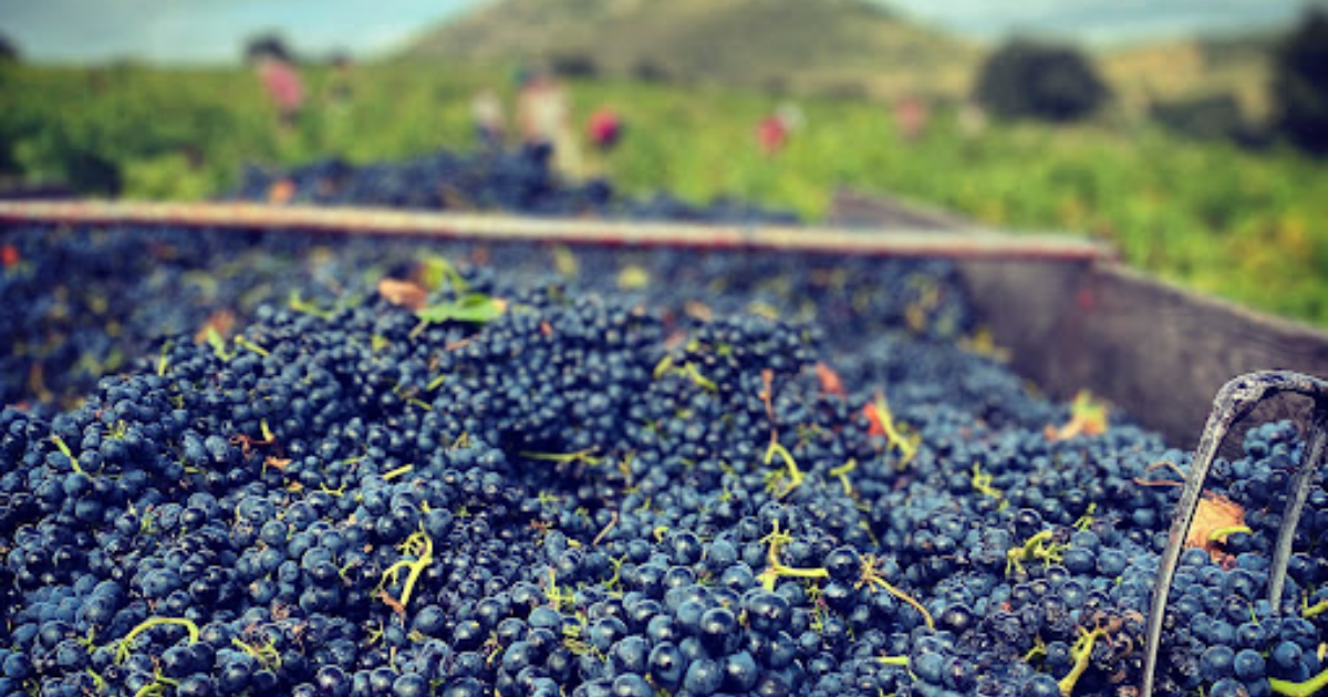 photo de Les Vignerons de Caramany